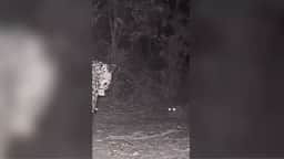Filhote de onça-pintada é flagrado brincando com a mãe no Parque Nacional do Iguaçu