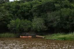 Imazon registra zero desmatamento em grande parte das Terras Indígenas na Amazônia em 2026