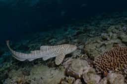 ReShark treina ‘babás’ para devolver tubarões-leopardo ao oceano Índico Pacífico