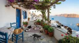 Programa na Grécia oferece moradia e café da manhã grátis para voluntários que cuidarem de gatos