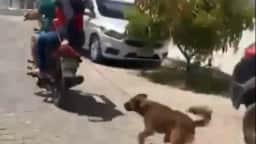 Vídeo: casal suspeito de arrastar cachorro se apresenta à polícia na Paraíba