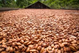 Cacau em NY sobe 1,12% com falta de chuvas na África e preocupa safra 2026/27
