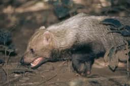 Cachorro-vinagre, raro canídeo brasileiro, é flagrado em áreas protegidas do Sesc Pantanal