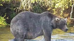 Backpack é eleito o urso mais gordo do Alasca com mais de 103 mil votos