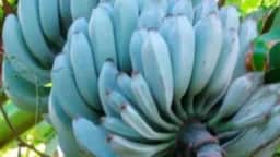 Banana blue java: conheça a fruta de casca azul e sabor de sorvete de baunilha