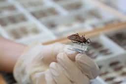 Projeto da Fiocruz busca prevenir transmissão de Chagas de mãe para filho