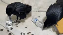 Corvo aprende a beber água sozinho, mas criação como pet não é permitida no Brasil