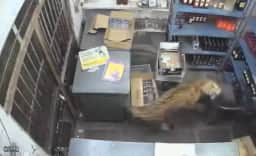 Leopardo invade loja na Índia e ataca homem; veja vídeo do momento