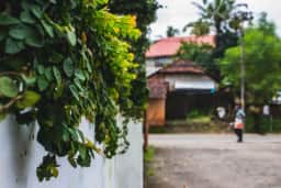 Cerca-viva ou galhos do vizinho invadindo seu terreno? Lei permite poda até o limite