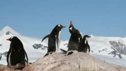 Pesquisadores descobrem nova espécie de pinguim pela primeira vez em cem anos