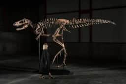 Sotheby’s vende em Nova York o esqueleto de Nanotyrannus Jodi por US$ 47,3 milhões