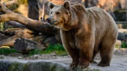 “Era uma brincadeira”: mulher admite criar urso falso com IA e recebe multa na Rússia