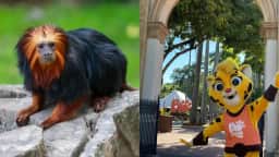Dia das Crianças no Rio: passeio na natureza custa a partir de R$ 60