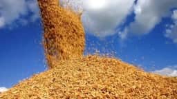 Arroz brasileiro amplia embarques em 48,9%, mas receita trimestral recua 3%