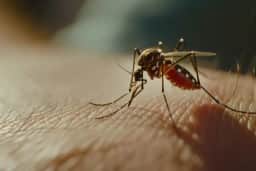 Estudo com 45 voluntários explica por que dengue tende a ser mais intensa em quem já teve a doença