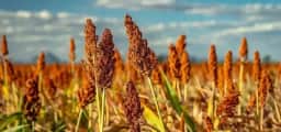 Sorgo vira matéria-prima de cerveja e ganha novo mercado no Brasil