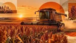 Brasil deve exportar 1,8 milhão de toneladas de sorgo entre setembro e outubro de 2026