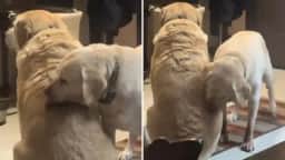 Cachorra idosa reconhece filho mesmo após dois anos e ciência explica o fenômeno