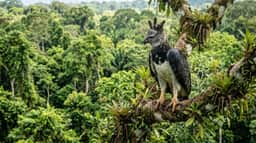 Harpia é vulnerável, e perda de florestas ameaça a espécie na Amazônia