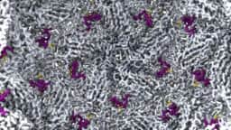 Cientistas da Universidade de Stanford criam vírus bacteriófago com inteligência artificial