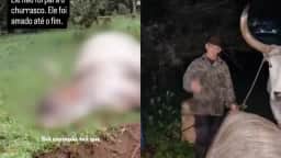 Morre boi Tigrinho, símbolo da Serra do Rio do Rastro, aos 33 anos, em Florianópolis