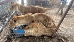 Animais do zoológico em Gaza enfrentam desnutrição e abandono em meio à guerra