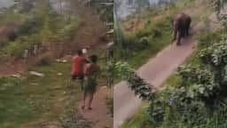 Elefante selvagem avança contra grupo de turistas após ser provocado para fotos na Índia
