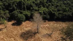 Nordeste lidera em desmatamento proporcional, com 2,32% de seu território afetado em 2026