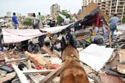 Cães farejadores são essenciais nas operações de resgate após terremoto devastador na Colômbia