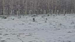 Frio intenso provoca geada e temperatura de -7,7°C em Bom Jardim da Serra, SC