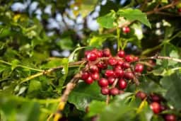 Café arábica tem alta de 5,89% em Nova York devido a colheita lenta no Brasil