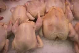 Exportação de carne de frango do Brasil cresce 29,9% em julho e atinge 519,2 mil toneladas