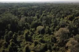 Apenas 18 espécies de árvores são responsáveis por mais de 50% da regeneração da Amazônia