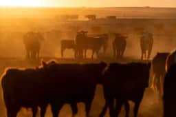 Cargill retoma produção de carne bovina em Fort Morgan após acordo trabalhista aprovado