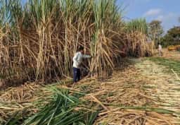 Cepea: Empregos no agronegócio caem 1% no 1º tri de 2026, totalizando 27,79 milhões de postos