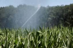 França projeta queda de 35% na produção de milho em 2026 devido a ondas de calor e secas severas