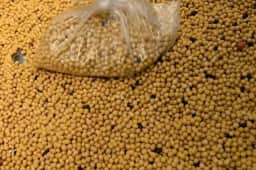Sinograin leiloa 516.000 toneladas de soja importada em agosto de 2026