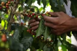 El Niño representa maior ameaça à safra de café da Colômbia, diz presidente da federação