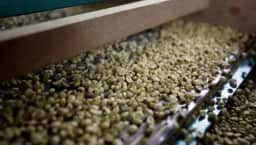 Vietnã projeta leve aumento na safra de café robusta para 2026/27, apesar do El Niño