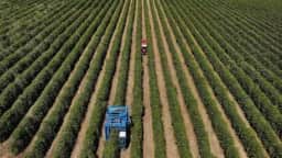 Exportação de café verde do Brasil ultrapassa volume total de agosto de 2025 até a terceira semana