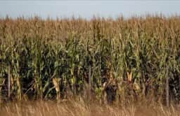 Área de milho na Argentina deve se manter em 8,4 milhões de hectares na safra 2026/27