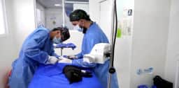 Hospital veterinário de Pereira amplia atendimento gratuito após terremoto que afetou animais