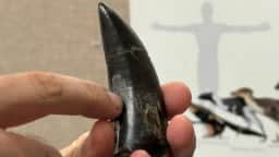 Tiranossauro rex tinha sangue quente, revelam dentes fossilizados