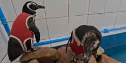 Pesquisadores chilenos criam traje de cobre e zinco para proteger pinguins operados