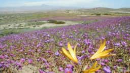 Deserto florido do Atacama pode ter maior floração em 20 anos, e flores já surgem