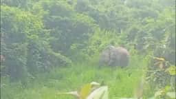 Vídeo mostra resgate de elefante com pneu de trator preso ao pescoço na Índia