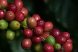 Café recua 2,36% em Nova York com chuvas no Brasil e Vietnã turbinando safra 2026/27
