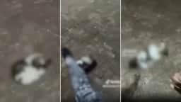 Maria Gabriela Cervantes Pereira é presa em MS após vídeo de agressões a filhote shih-tzu