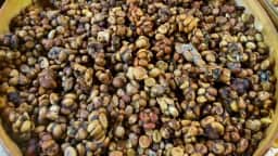Kopi Luwak, café de grãos da civeta, surgiu na Indonésia colonial e custa R 14 milkg