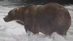 Backpack, o urso ‘gigante gentil’ de 540 kg, vence a Fat Bear Week no Alasca